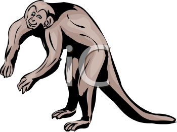 Primate Clipart