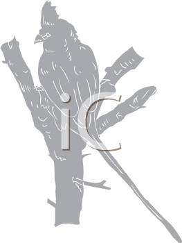 Bird Clipart