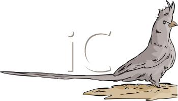 Bird Clipart