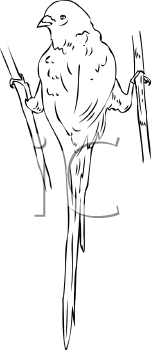 Bird Clipart