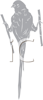 Bird Clipart