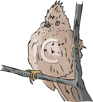 Bird Clipart