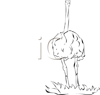 Bird Clipart