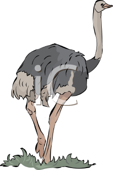 Bird Clipart