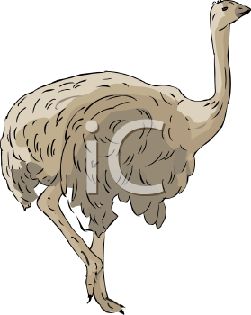 Bird Clipart