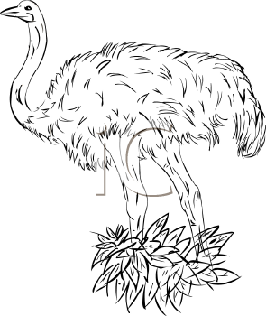 Bird Clipart