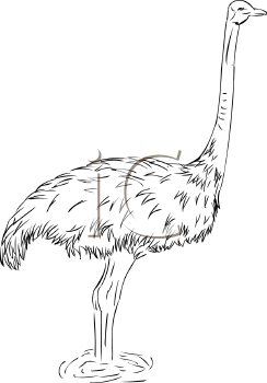 Bird Clipart