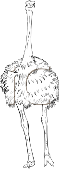 Bird Clipart