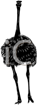 Bird Clipart