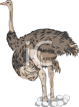 Bird Clipart
