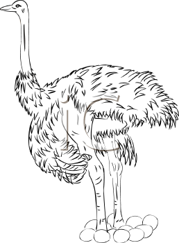 Bird Clipart