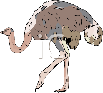 Bird Clipart