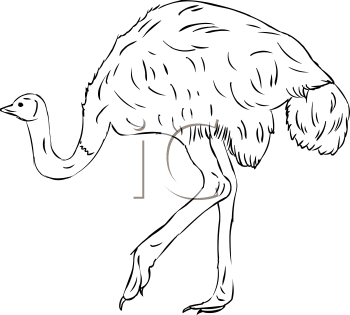 Bird Clipart