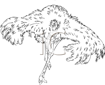 Bird Clipart