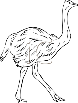 Bird Clipart