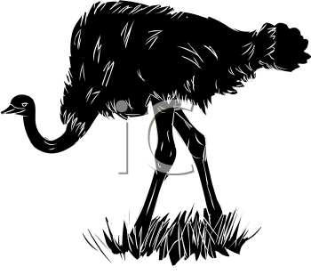 Bird Clipart