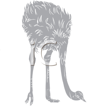 Bird Clipart