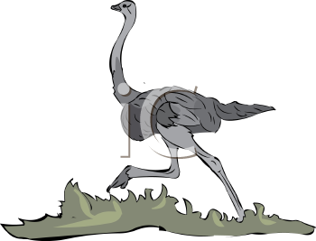 Bird Clipart