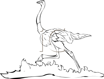 Bird Clipart