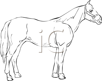Horse Clipart