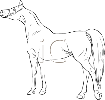 Horse Clipart