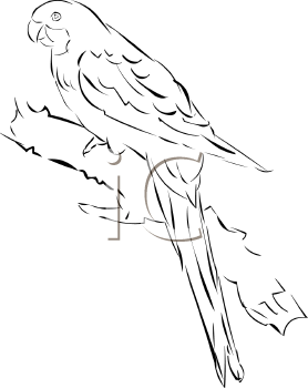 Bird Clipart