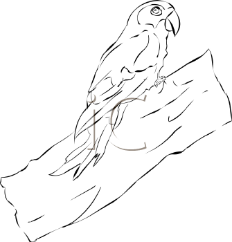 Bird Clipart