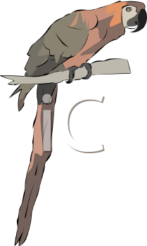 Bird Clipart