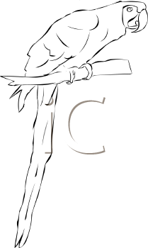 Bird Clipart