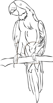 Bird Clipart
