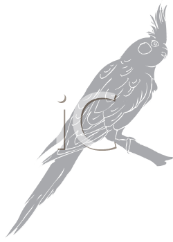 Bird Clipart