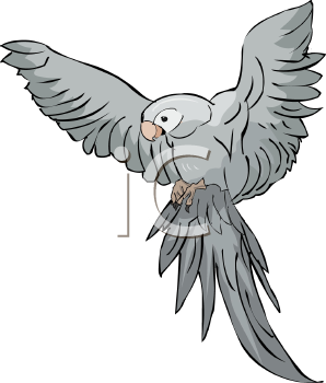 Bird Clipart