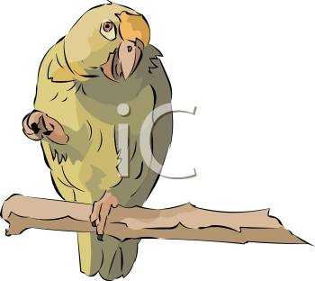 Bird Clipart