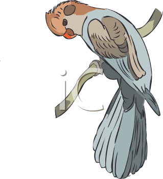 Bird Clipart
