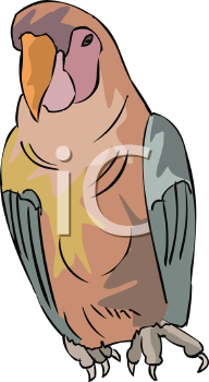 Bird Clipart