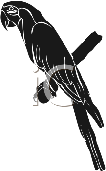 Bird Clipart