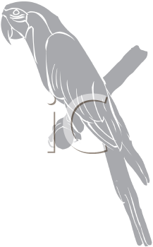 Bird Clipart