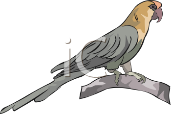 Bird Clipart