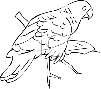 Bird Clipart
