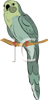 Bird Clipart