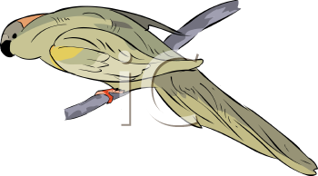 Bird Clipart