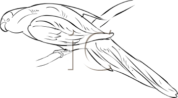 Bird Clipart