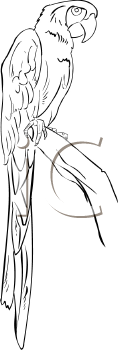 Bird Clipart