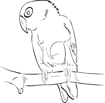Bird Clipart