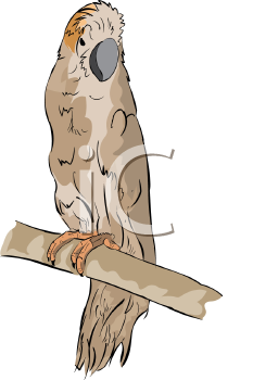 Bird Clipart