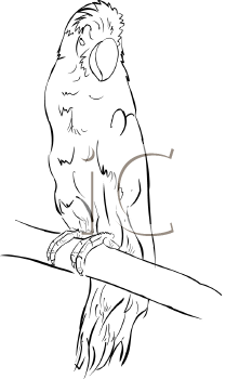 Bird Clipart