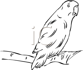 Bird Clipart