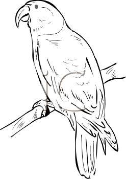 Bird Clipart