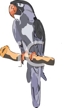 Bird Clipart