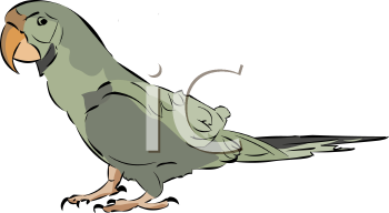 Bird Clipart